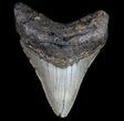 Megalodon Tooth - North Carolina #77523-1